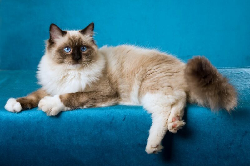 Are Ragdoll Cats Hypoallergenic? Breed Facts & Allergies Tips