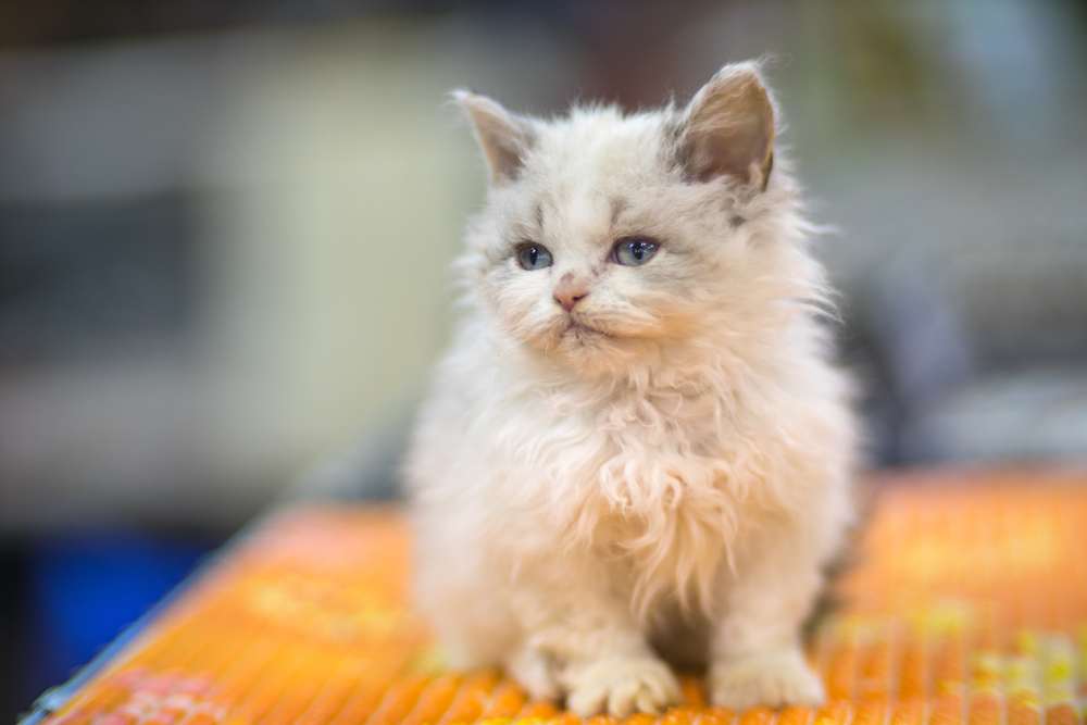 I Found Kittens In My Backyard! What Do I Do? 6 Vet Approved Tips
