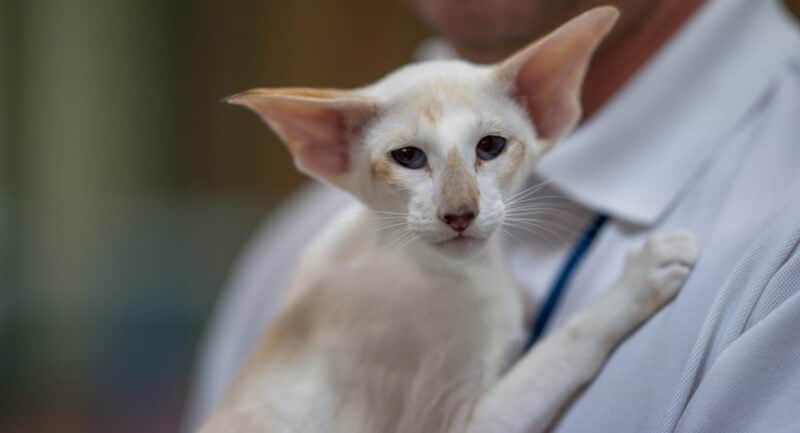 Seychellois Cat: Breed Info, Pictures, Temperament & Traits