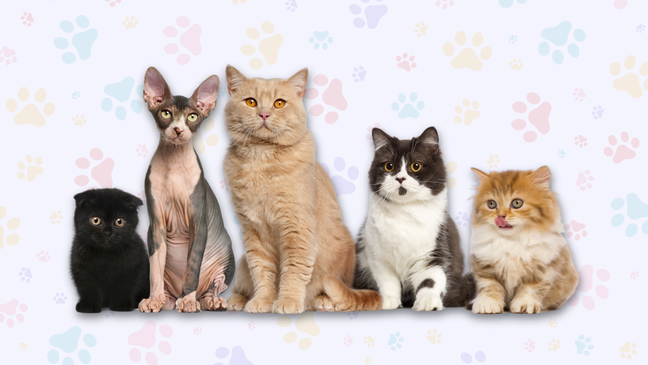 10 Top Healthiest Cat Breeds (With Info & Pictures)