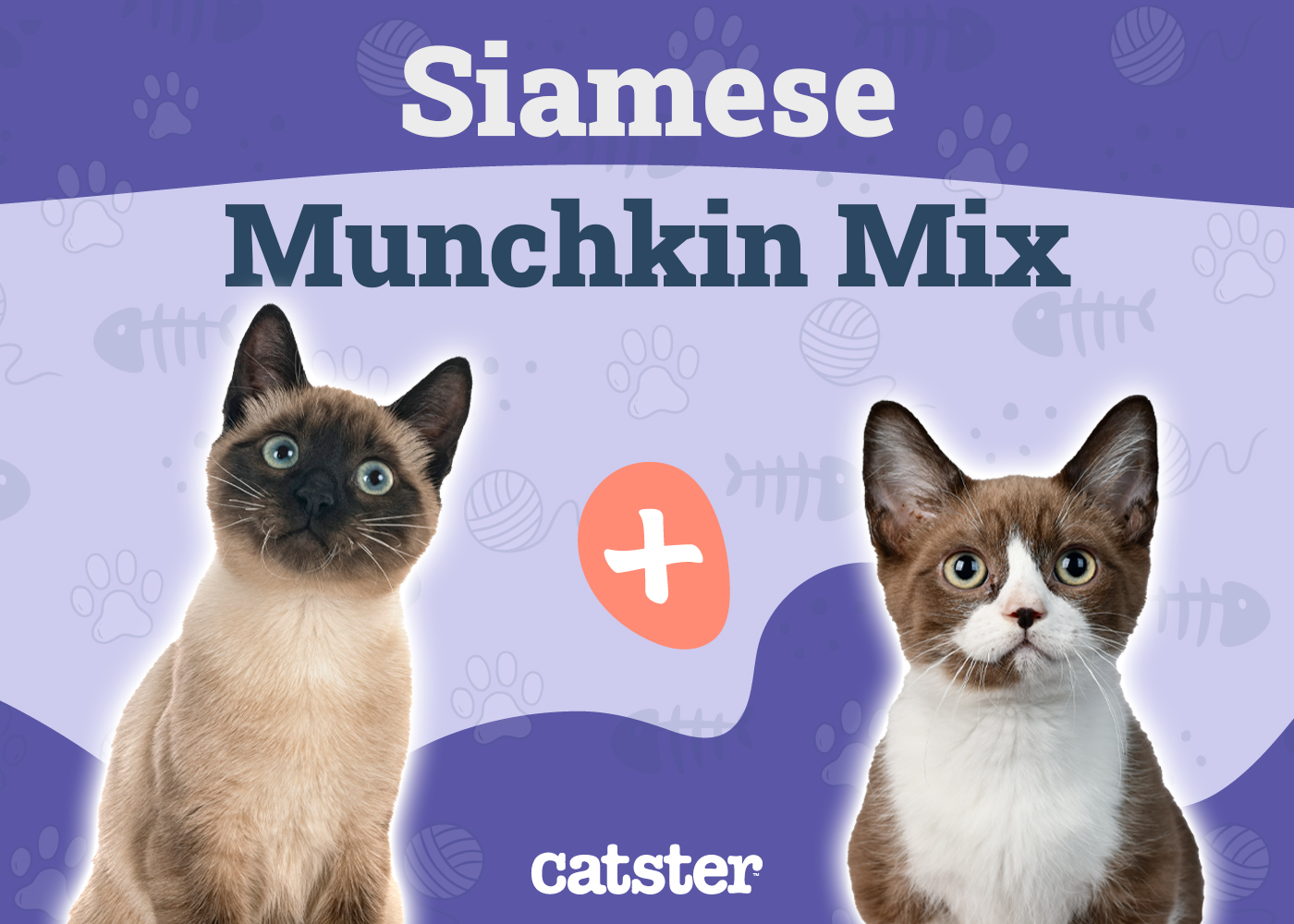 Siamese Munchkin Cat Mix: Info, Pictures, Temperament & More
