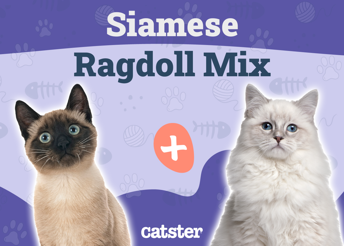 Siamese Ragdoll Cat Mix: Info, Pictures, Temperament & More