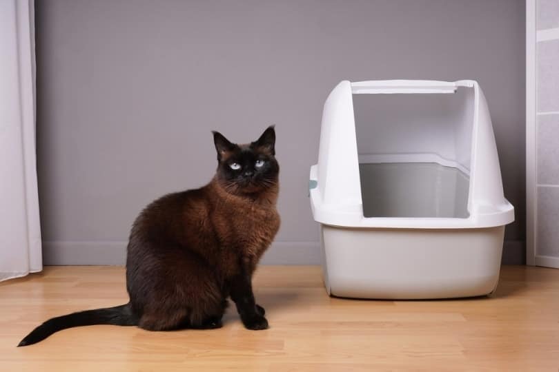 How to Train a Siamese Cat: 5 Tips & Tricks