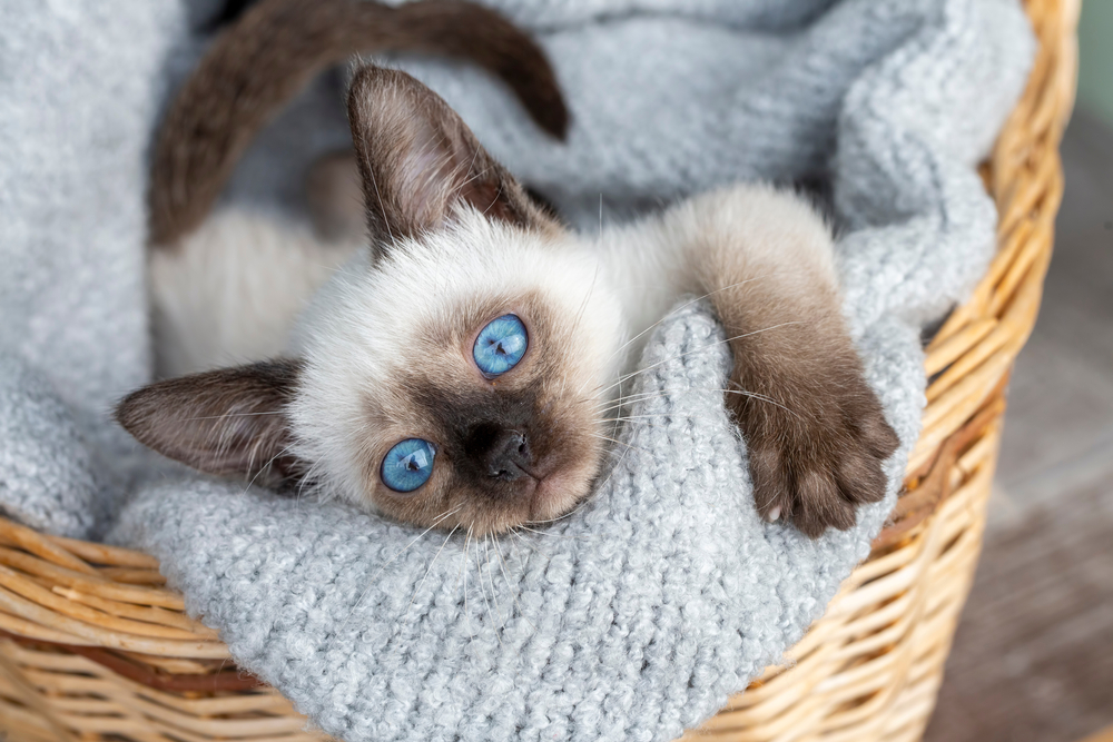 The 2 Types of Siamese Cats: Colors, Variations, Pictures, Traits & Facts