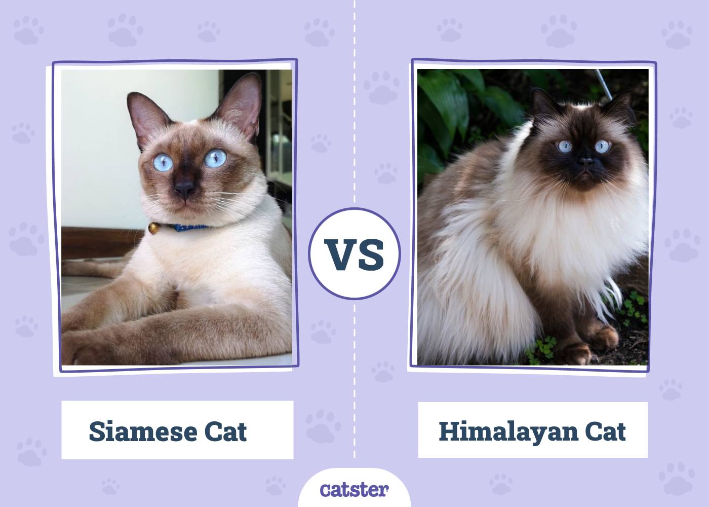 Siamese Cat vs Himalayan Cat: What's the Difference? (With Pictures)