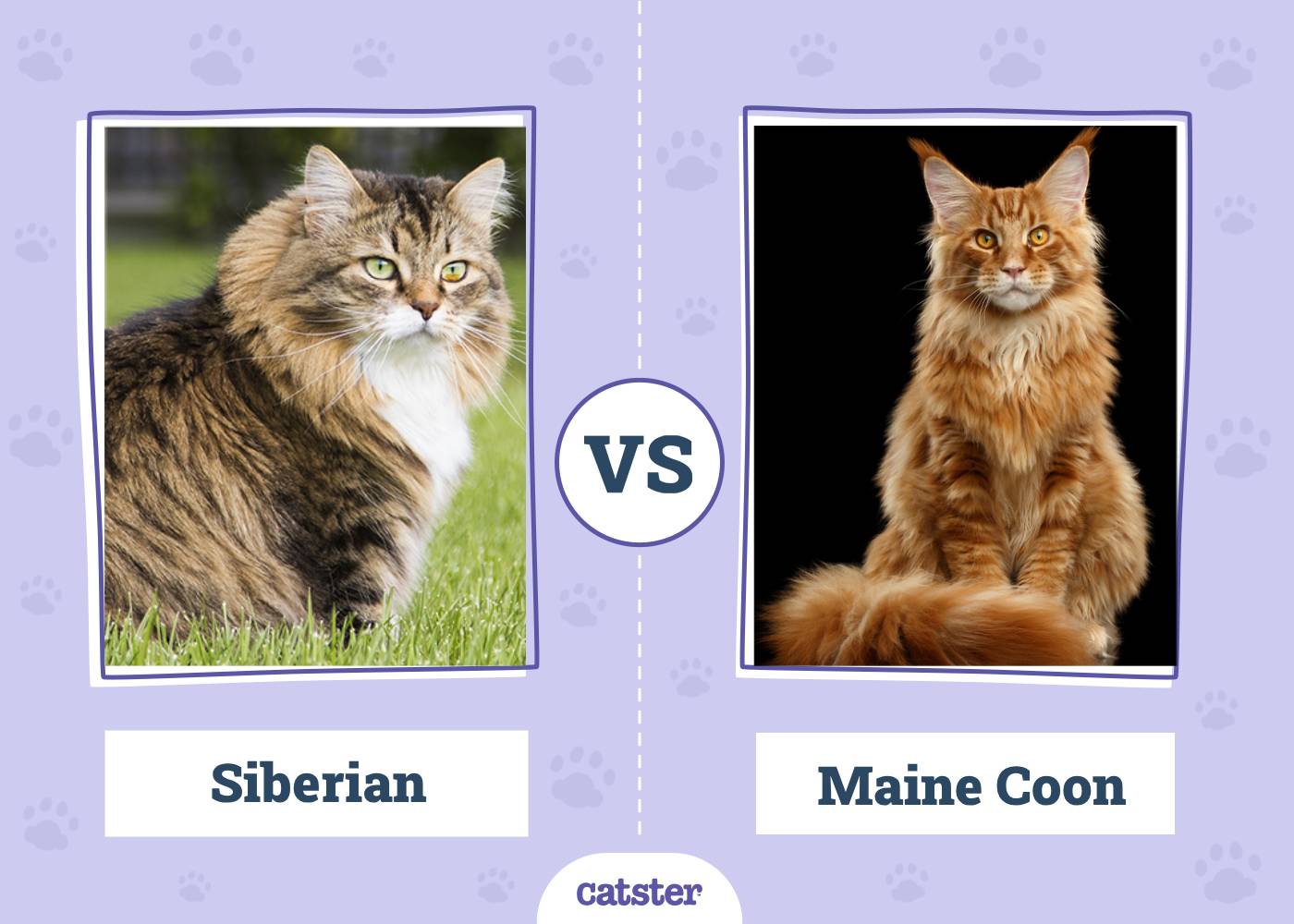 Siberian Cat vs. Maine Coon: What’s the Difference? (With Pictures)
