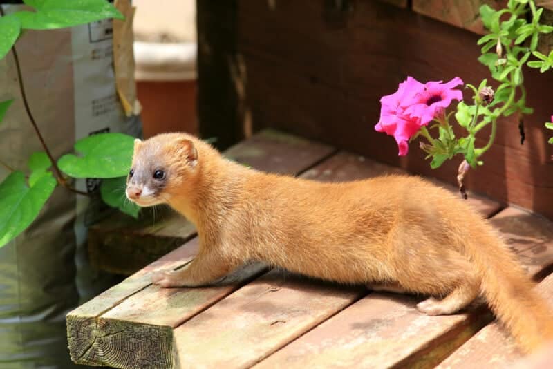 Can Cats Kill Weasels? Our Vet Explains