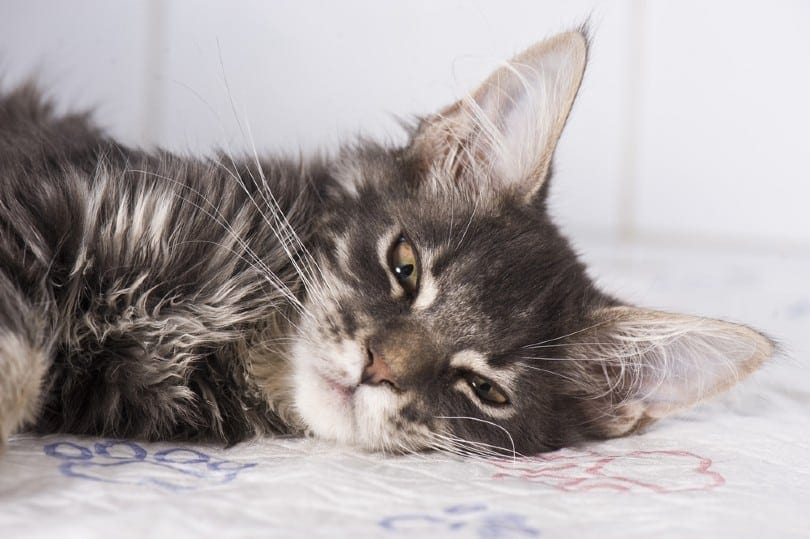 Heartworm Prevention for Cats: 3 Vet Approved Methods