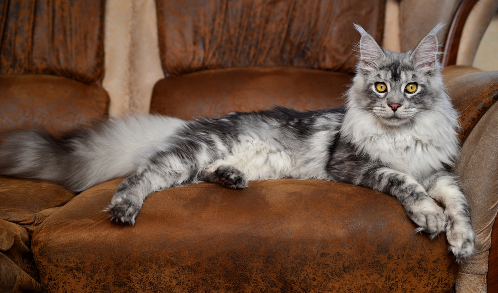 Silver Maine Coon kitten lies on a brown sofa