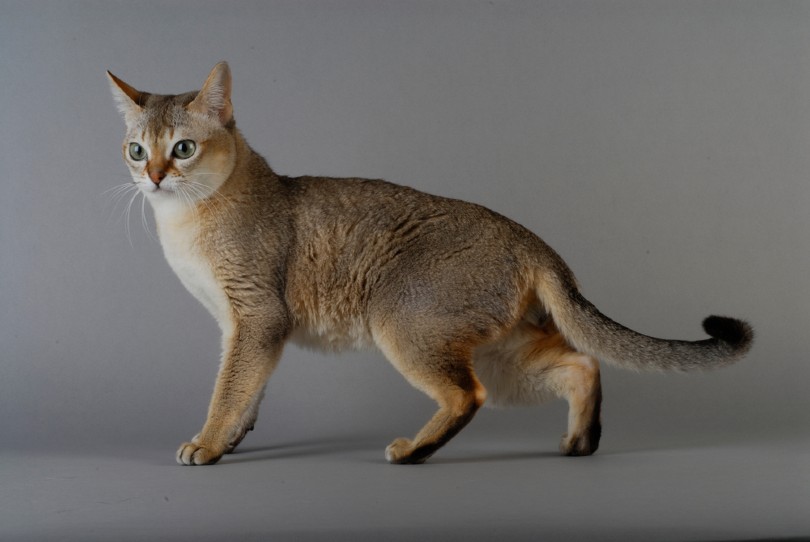 Singapura Cat Size Compared to Other Cats (With Pictures)