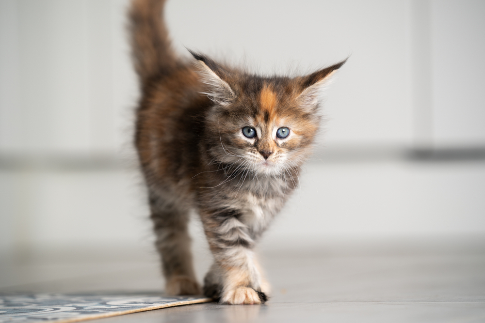 3-Month-Old Kitten: What to Expect (Vet Approved)
