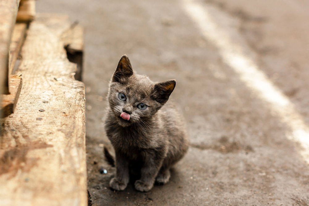 How to Tell If a Cat Is a Stray or Outdoor? Vet-Reviewed Differences & Recommendations