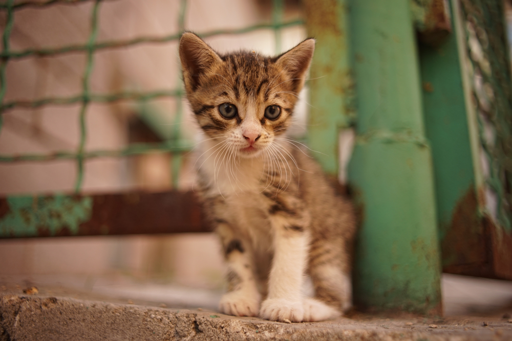 How to Catch a Stray Kitten: 5 Proven Methods (Vet-Verified)