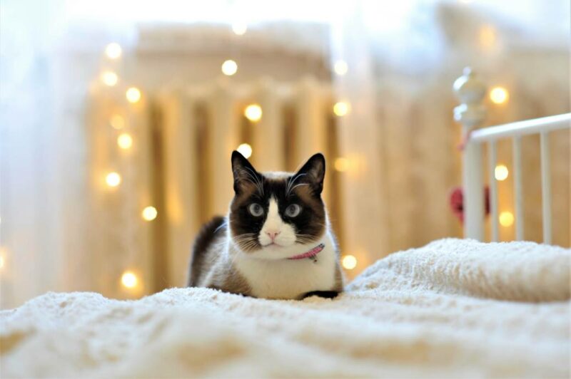 11 Snowshoe Cat Facts: Vet Reviewed Insights on Origin, Appearance & Traits