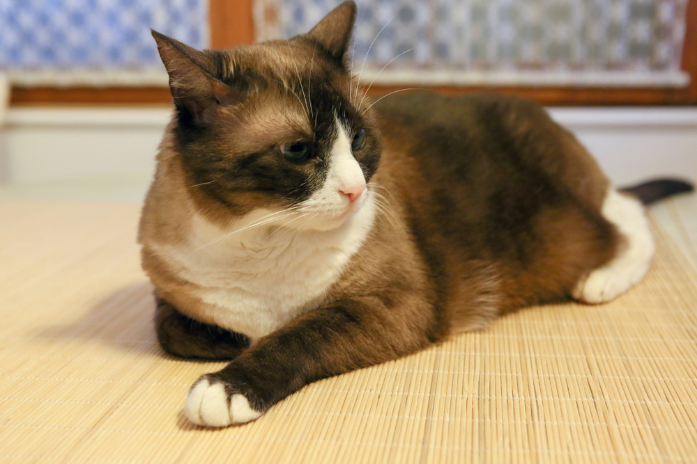Snowshoe Cat Lifespan: How Long Do They Live? Average Lifespan Data & Facts