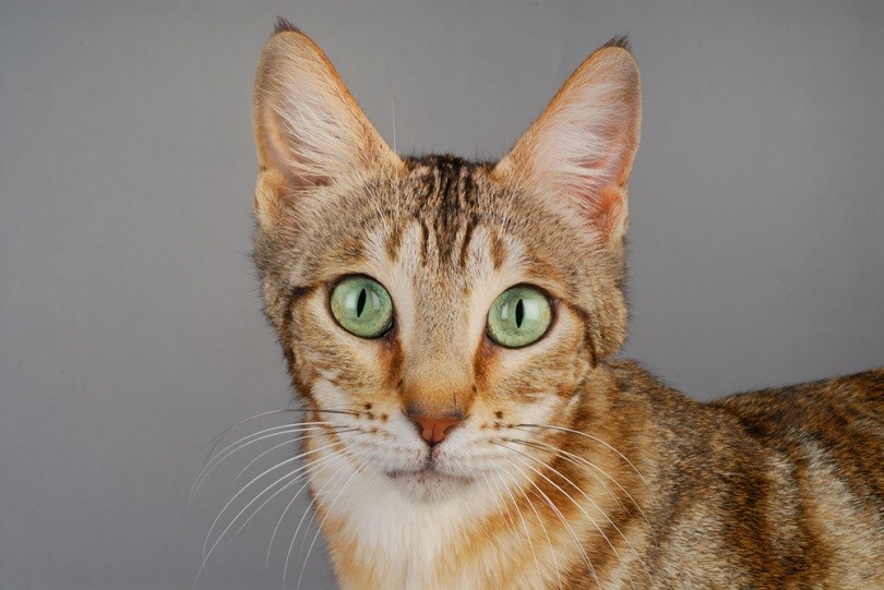 Sokoke Cat Breed: Info, Pictures, Care & More