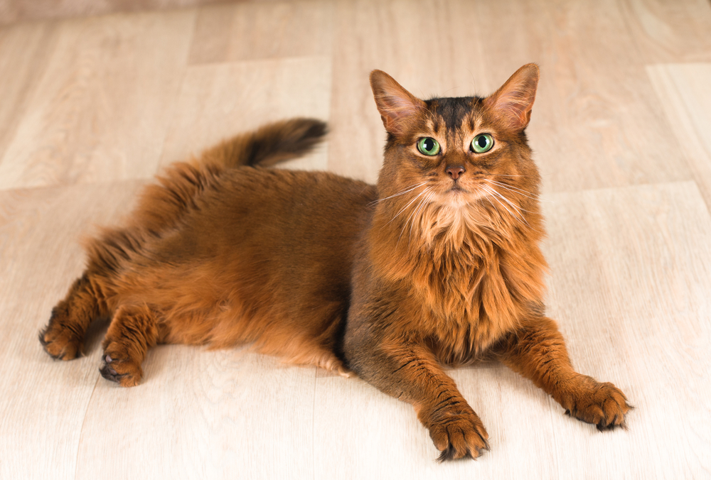 Somali Cat Breed Info: Pictures, Traits & Facts
