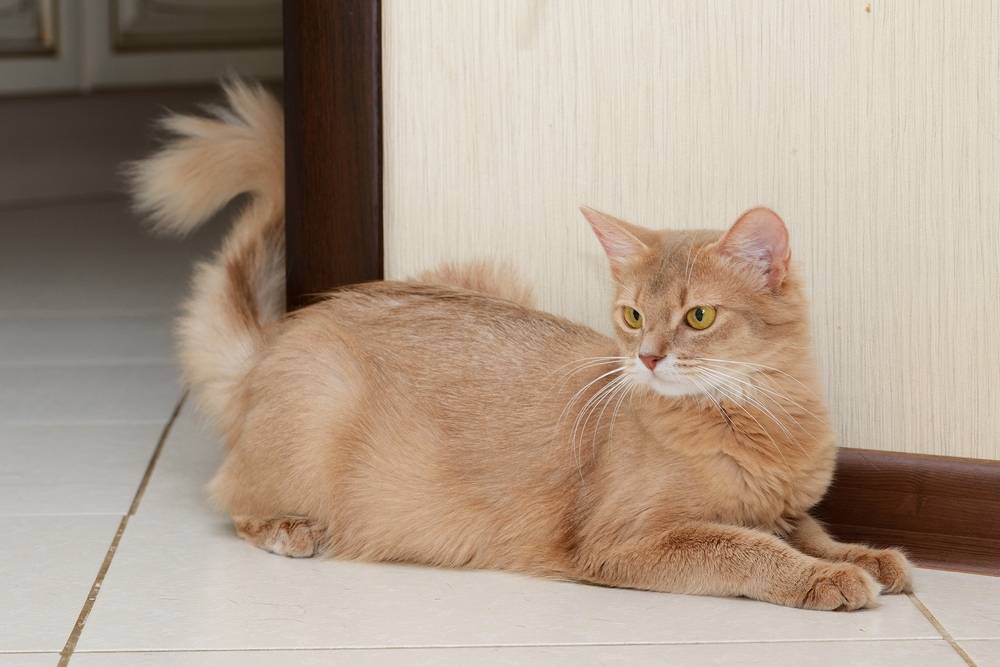 Somali-cat-indoors