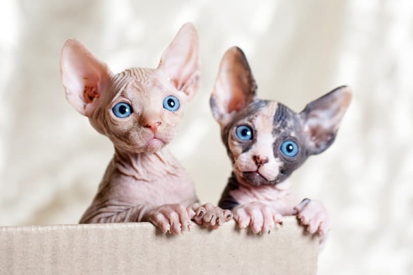 Sphynx Kittens for Sale in Pennsylvania: Breeders List 2026