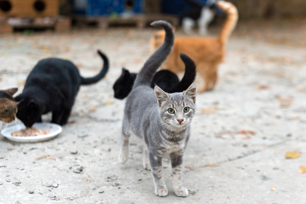 Do Feral Cats Remember Their Caretakers? Vet-Verified Facts & Info