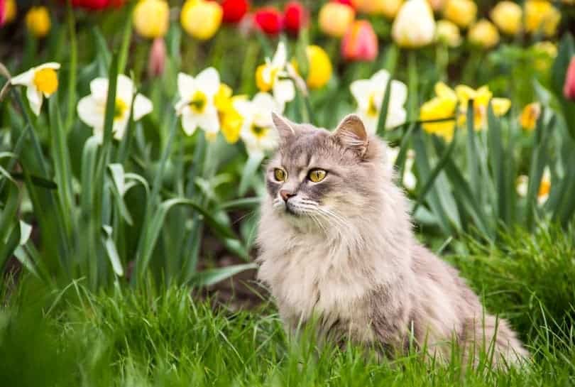 Do Your Cats Get Spring Fever? Vet-Verified Behaviors & Changes
