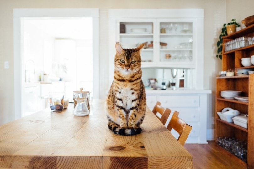 16 Vet-Reviewed Tips on How to Cat-Proof Your Apartment