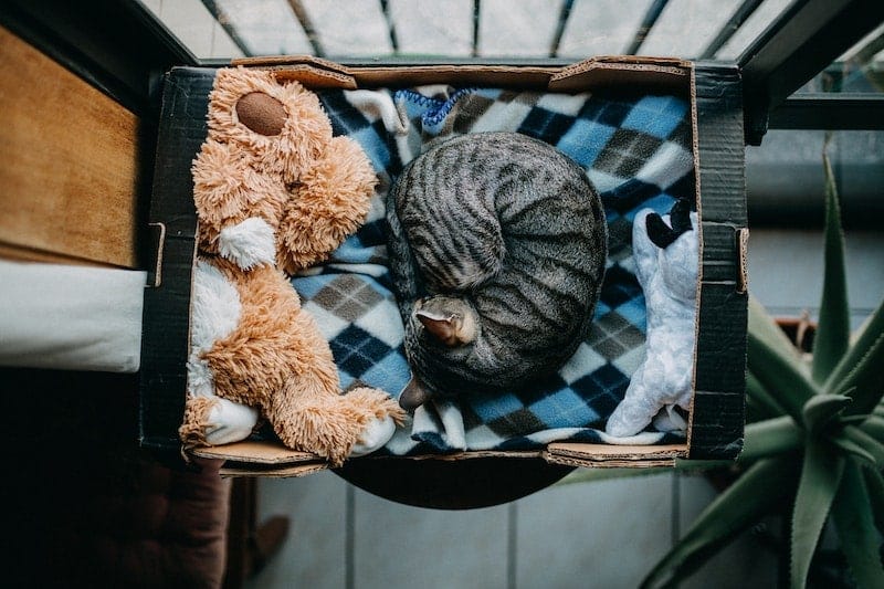 Why Does My Cat Bury Their Head? 7 Vet-Reviewed Reasons