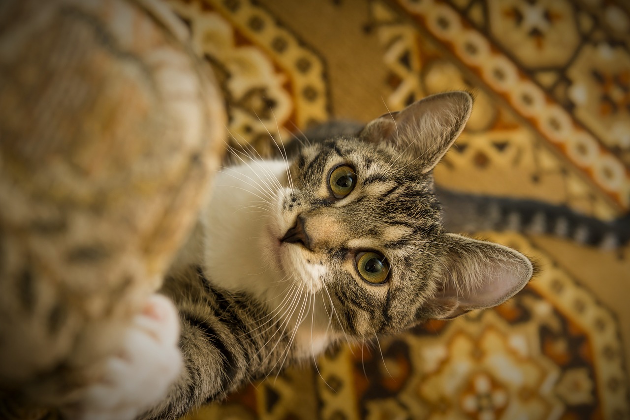 Tabby cat begging for treats