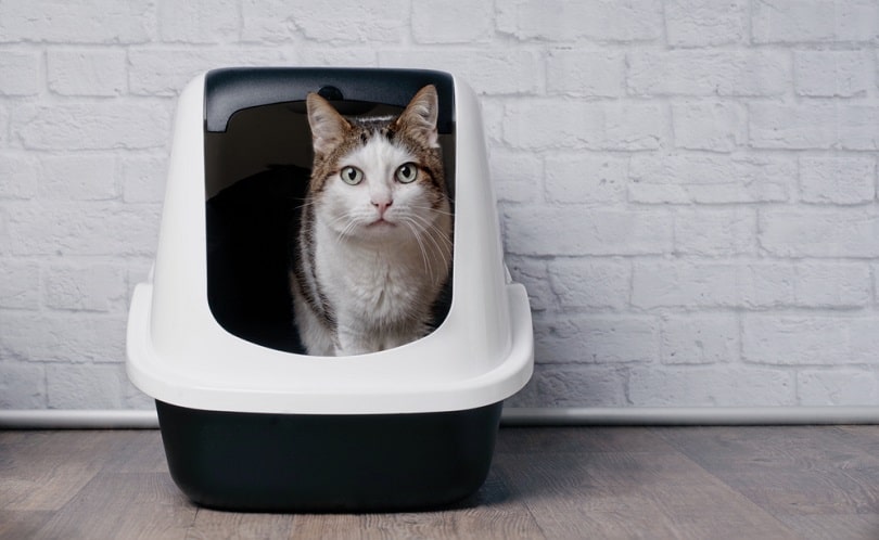 9 Best Sifting Cat Litter Boxes of 2026 - Reviews & Top Picks