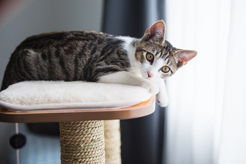 10 Best Cat Trees for Kittens in 2026 - Reviews And Top Picks