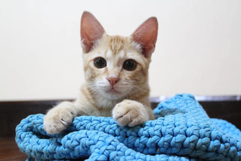 19 Free DIY Crochet Cat Bed Patterns To Make Today (With Pictures)