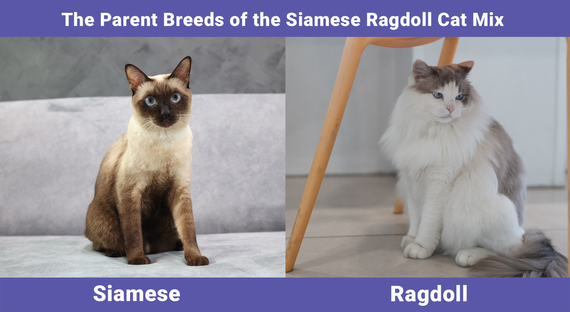 The Parent Breeds of the Siamese Ragdoll Cat Mix