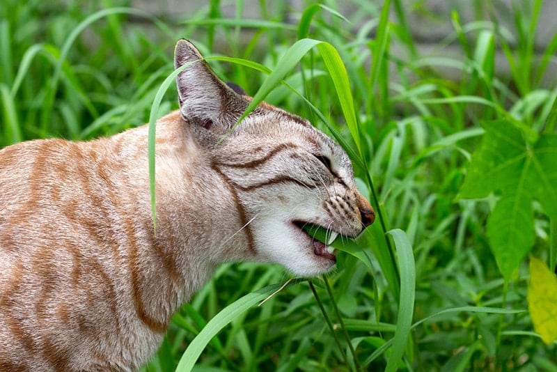 Grass Stuck in Your Cat’s Throat? Our Vet Explains What to Do