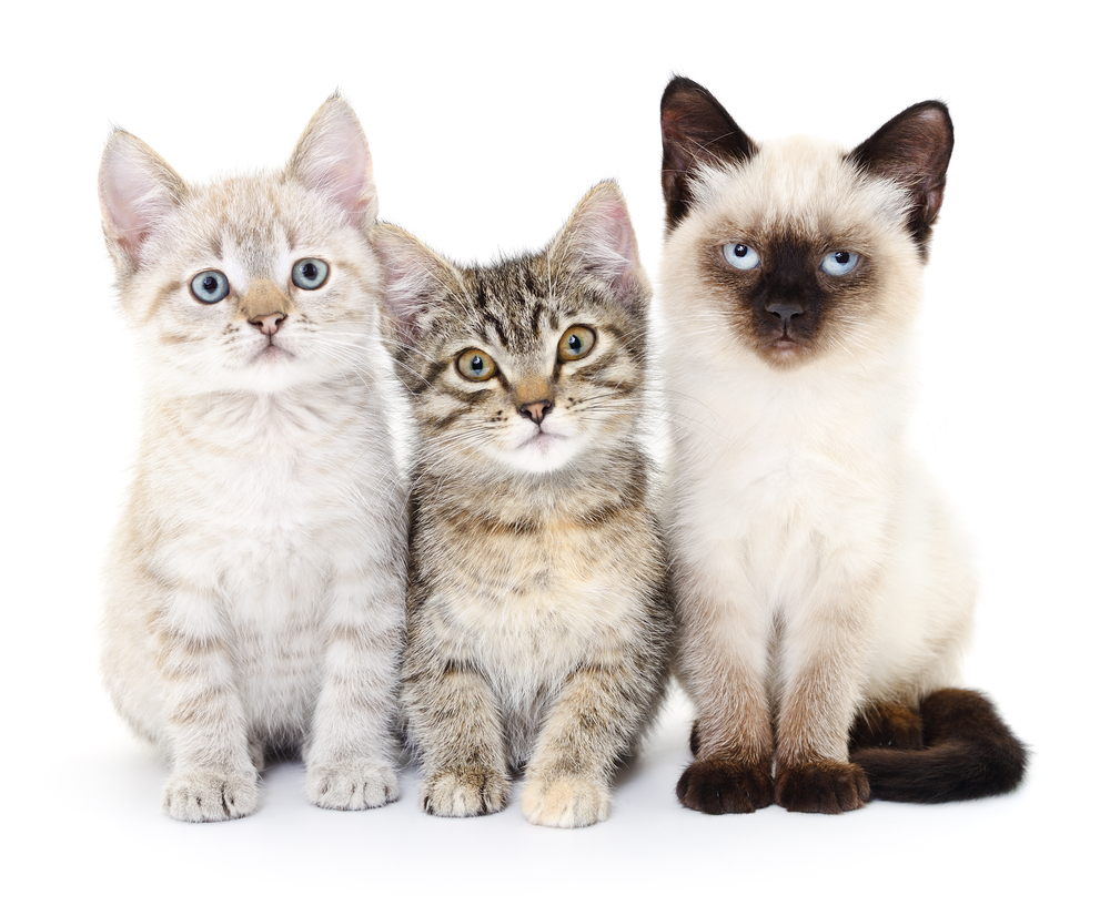 How to Choose a Kitten for Your Family: 8 Vet-Approved Tips