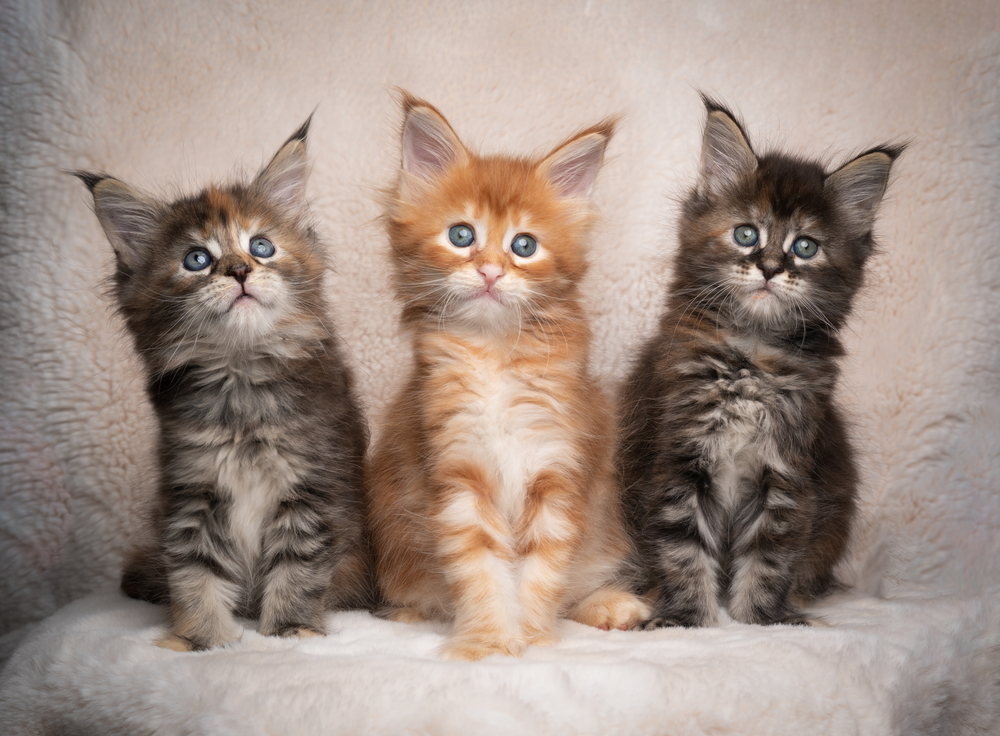 Maine Coon Kittens For Sale in Indiana: Breeders List 2026