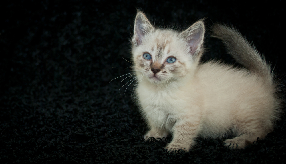 Tiny little Munchkin, Siamese kitten with blue eyes