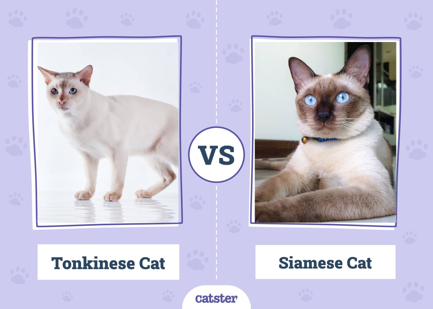 Tonkinese vs Siamese Cat: What's The Difference? (With Pictures)