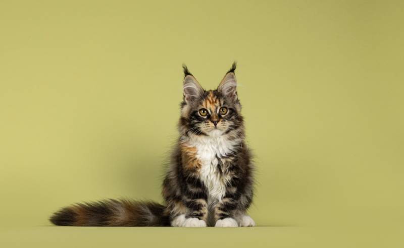 How to Discipline a Maine Coon Cat (13 Tips & Tricks)