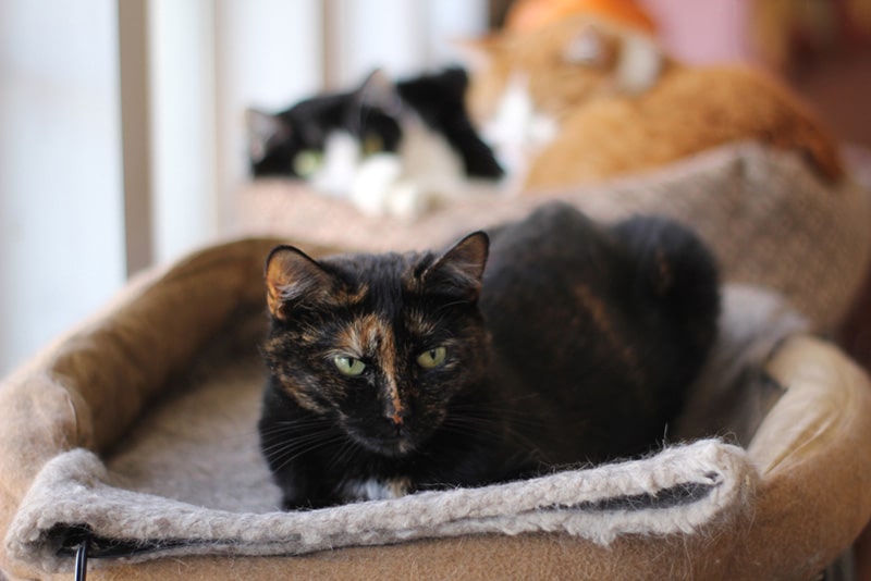Will a Heating Pad Help My Senior Cat's Arthritis? Vet-Reviewed Facts & FAQs
