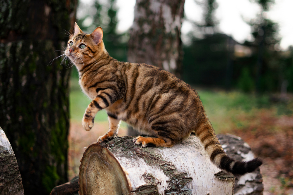 Toyger Cat Breed Info: Pictures, Traits & Facts