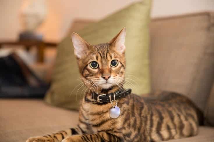 How Much Does It Cost to Own a Toyger Cat? 2026 Pricing Guide