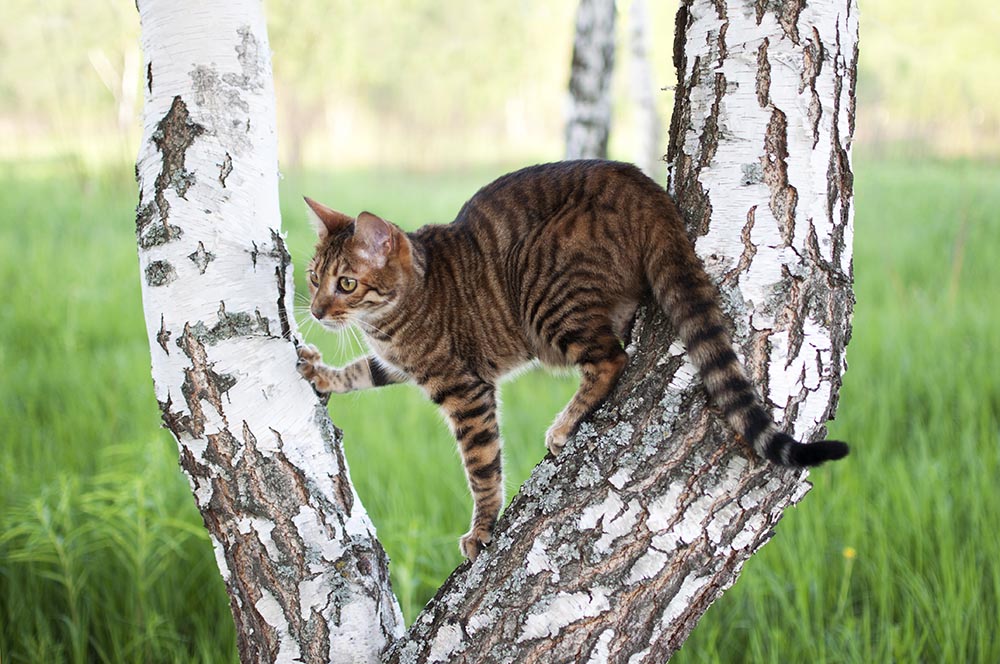8 Cat Breeds That Look Like Tigers & Lions (With Info & Pictures)