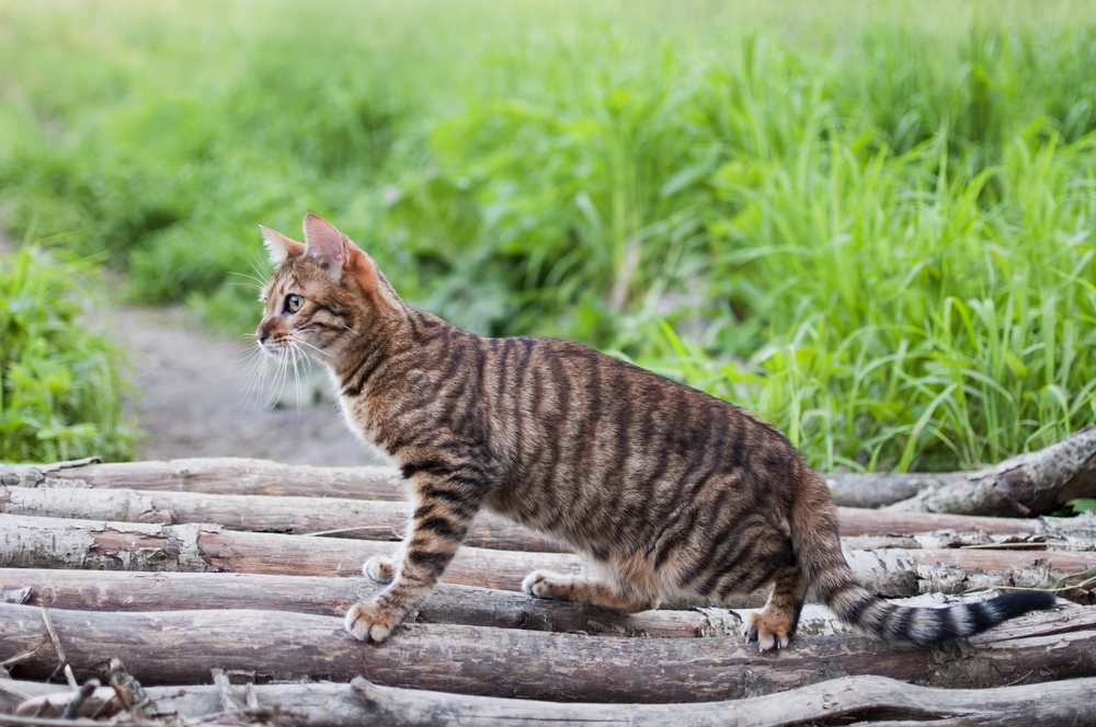 Why Does My Cat Want to Go Outside So Bad? 6 Vet Approved Reasons
