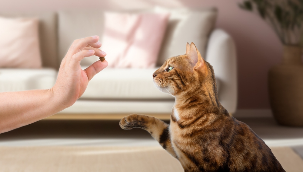 8 Best Dental Treats for Cats in 2026 - Reviews & Top Picks