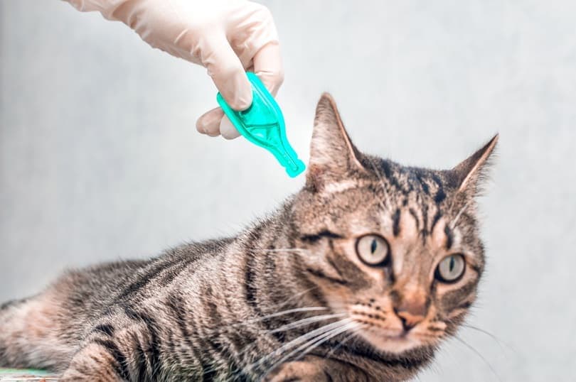 How to Prevent Tick Bites on a Cat: 6 Vet-Approved Methods