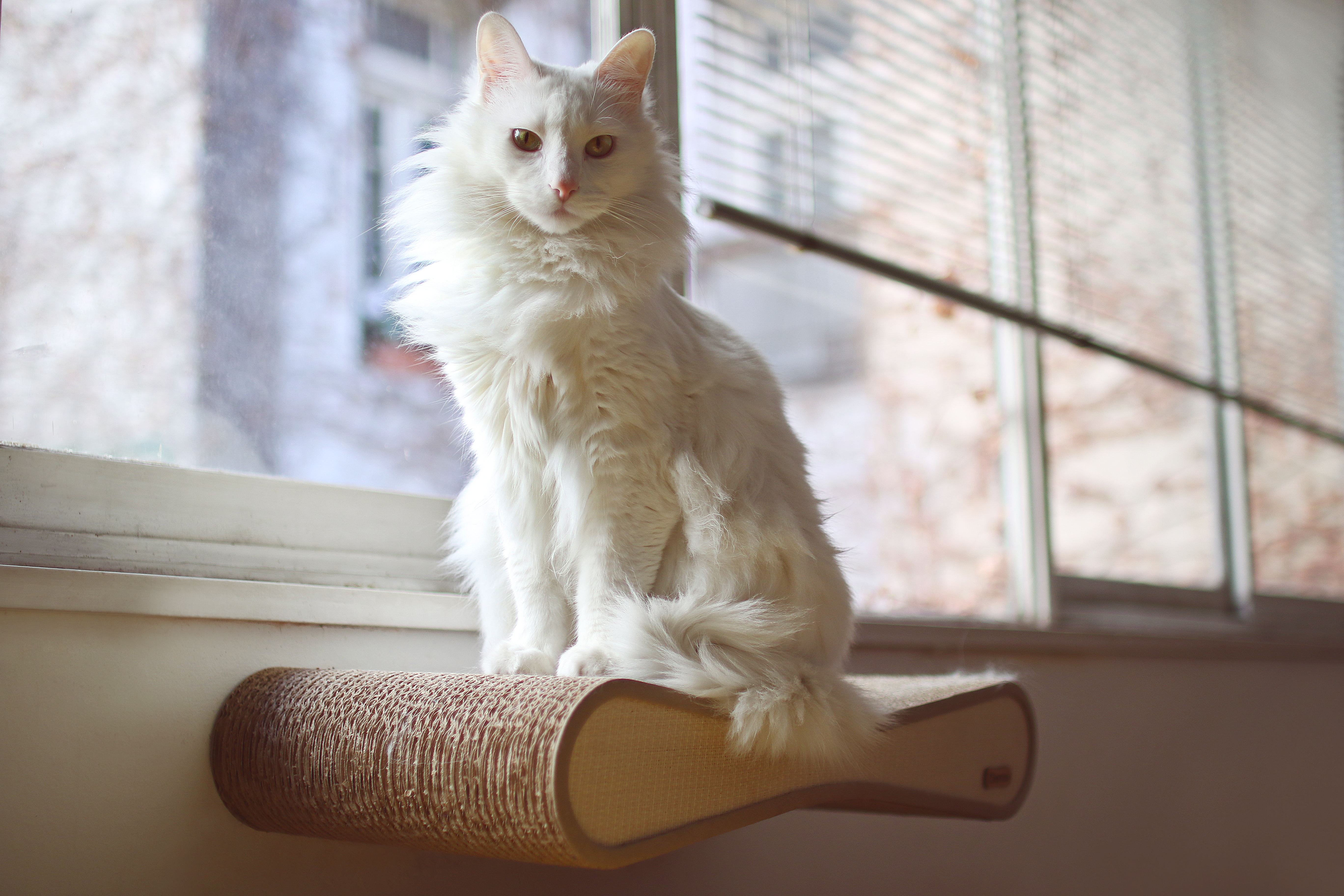 Turkish Angora Cat Breed: Info, Pictures, Traits & Facts