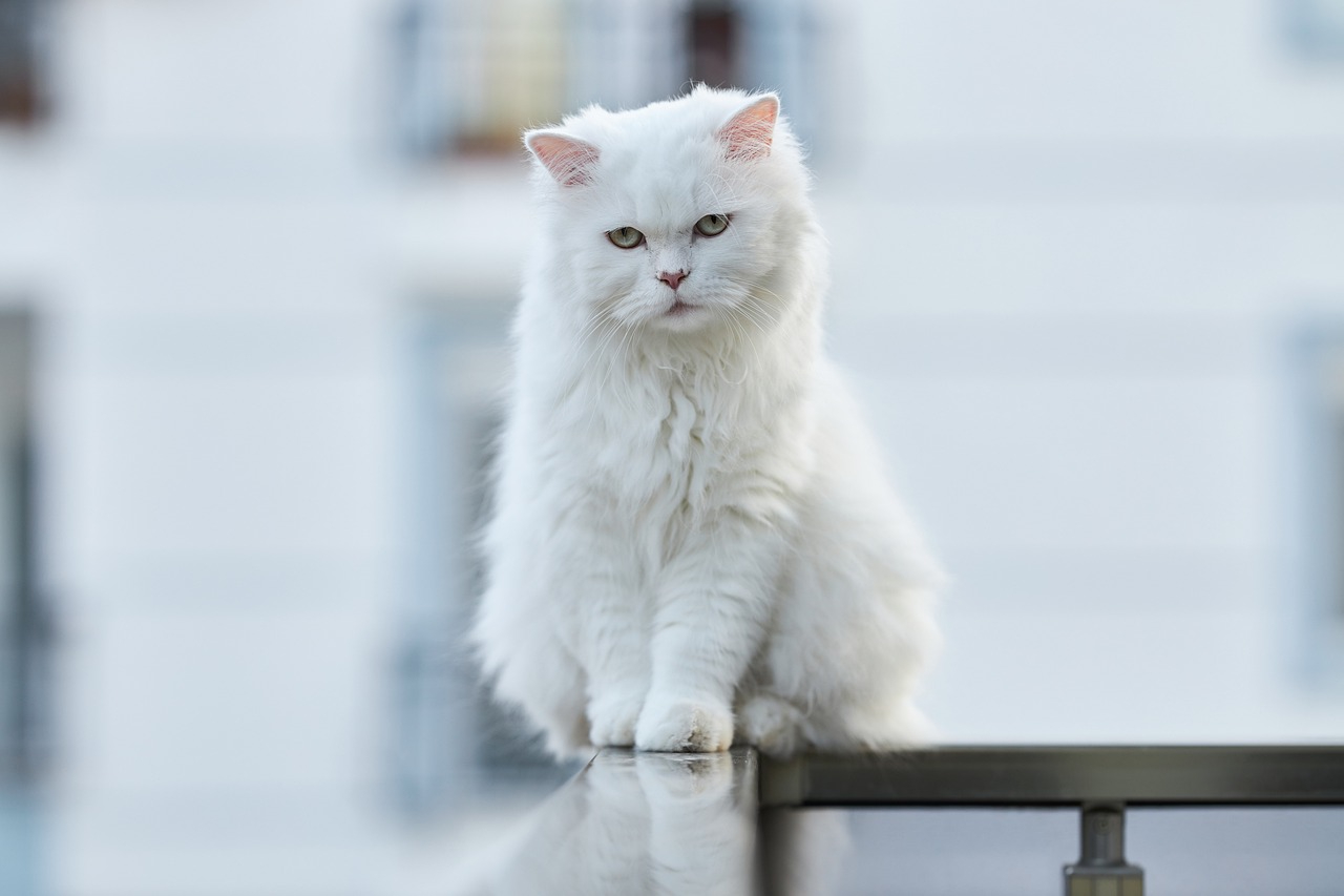 Turkish Angora cat outdoors