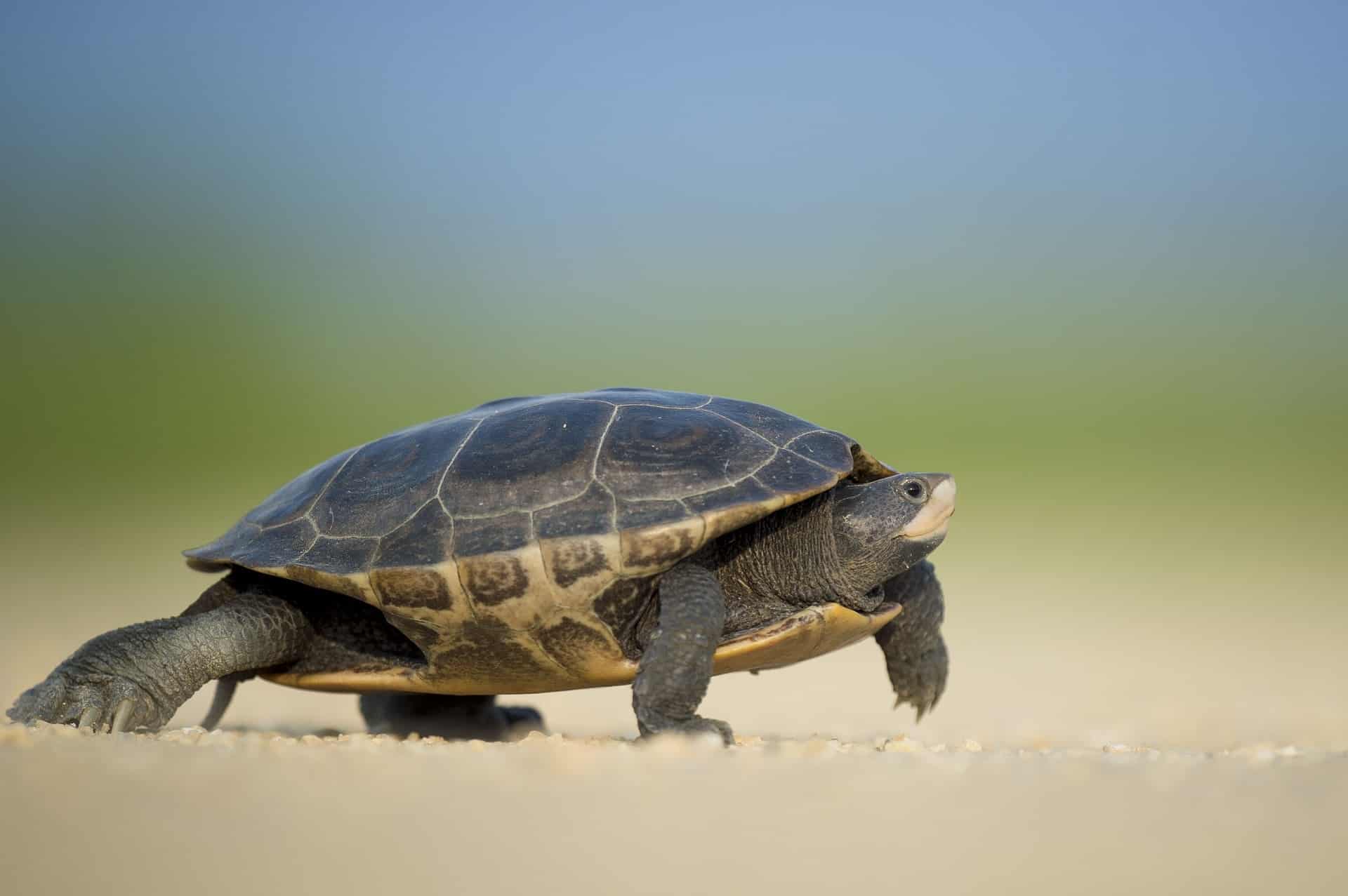 Do Cats Eat Turtles? Vet Approved Facts & Concerns