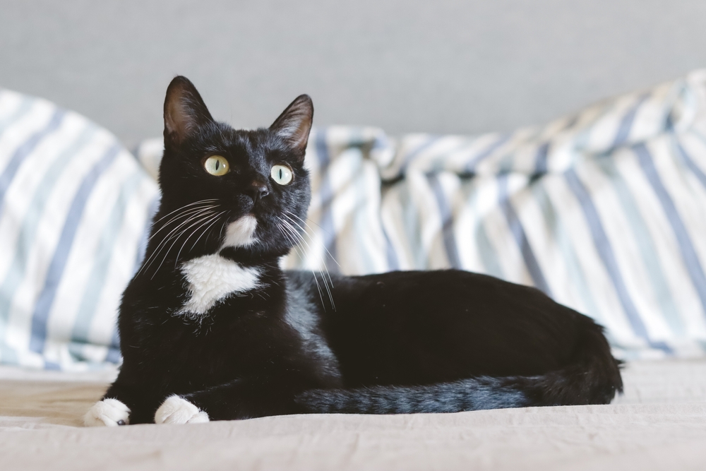 Why Do Cats Stare at Nothing? 4 Possible Reasons