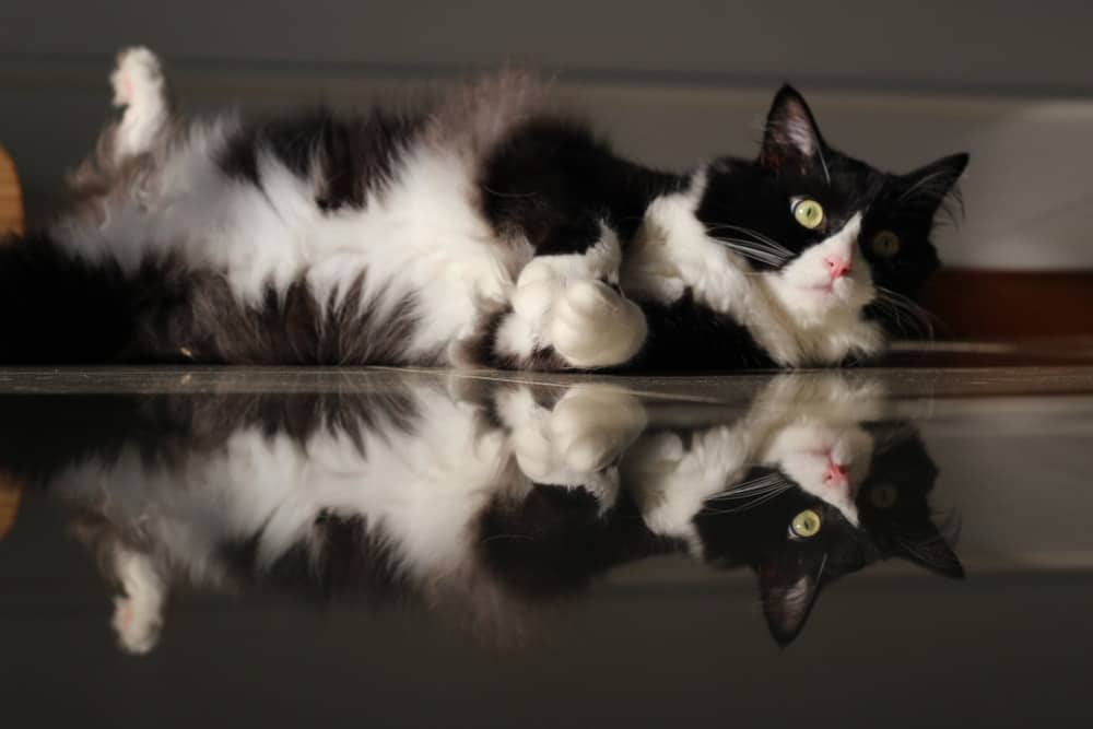 Tuxedo Ragdoll Cat: Info, Pictures, Facts & History